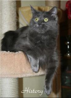 Maine Coon Kastratin