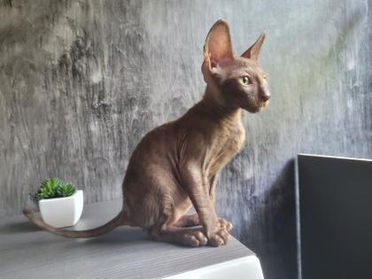 Wunderschönes Cornish Rex Katerchen in chocolate