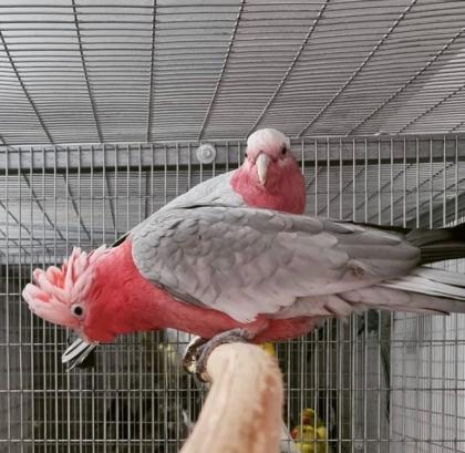 Junge zahme Rosakakadu Henne
