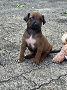 Rhodesian Ridgeback Welpen mit Papieren