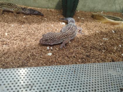 Leopardgeckos plus Terrarium
