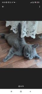 Wunderschöne Bkh kitten suchen neue Dosenöffner