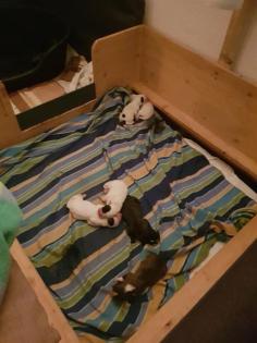 Unsere Boxer Welpen sind da