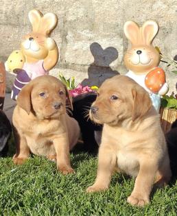 Labrador Welpen in verschiedenen Farben abzugeben