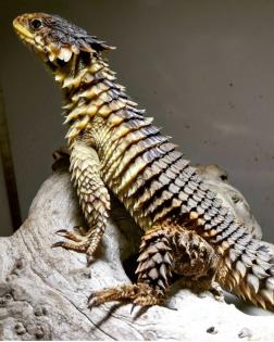1. 1 Sungazer lizard Smaug Giganteus
