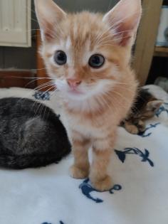 5 süße Kitten suchen ein liebevolles Zuhause
