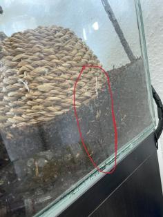 2 Kornnattern inkl. Terrarium und Zubehör