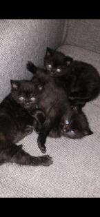 BKH-Mix Kitten Weibchen