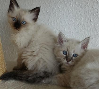 3 Heilige Birma Kitten Katze Abholbereit