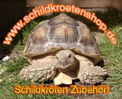 SCHILDKRÖTEN SHOP
