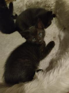 Bombay-Bengal-Mix