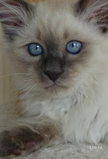 Heilige Birma Kater Katze Mika abholbereit