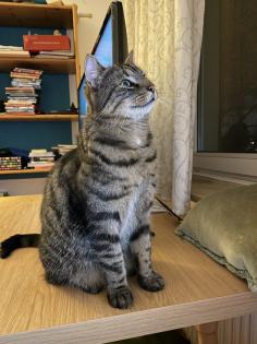 Kater Nick 4 Jahre freigänger