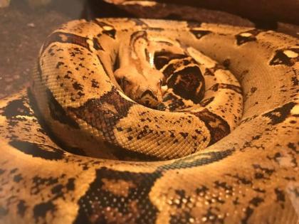 Adulte Boa C. I. Weibchen opt. mit Terrarium