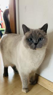Reinrassige BKH in Blue und Lilac