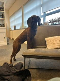 Bayerische gebirgsschweiss hund x Hannoveraanse schweisshund