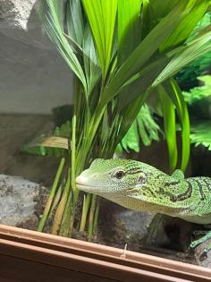 Terrarium und Varanus prasinus männchen
