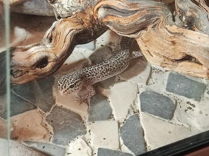 Terrarium mit 3 Leopardgecko Weibchen