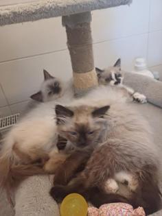 Ragdoll kiscic k j szereto gazdikat keresnek