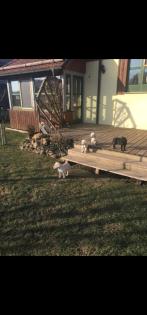 Verkaufe schöne Labrador Welpen