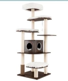 Heilige Birma Kitten Kater Katze