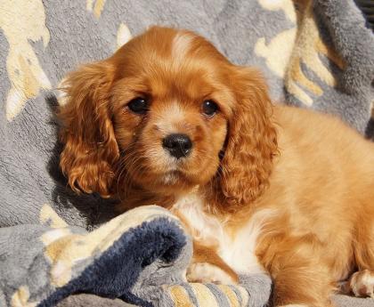 Reinrassige Cavalier King Charles Welpen
