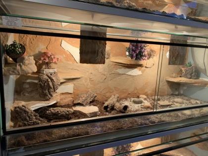 Landschildkröte w 35 Jahre Russisch Horsfildi Vierzehen in liebevolle Hände