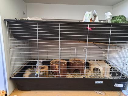 Meerschweinchen Komplettset, 2 Meerschweinchen Käfig Transportbox etc