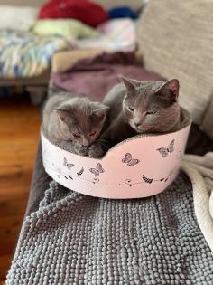 Chartreux / Kartäuser Kätzchen