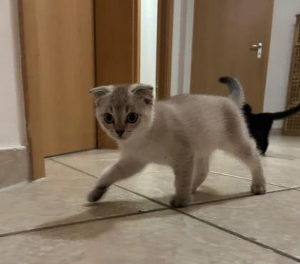 Kitten Abgabebereit