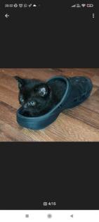 Wunderschöne Bkh kitten suchen neue Dosenöffner