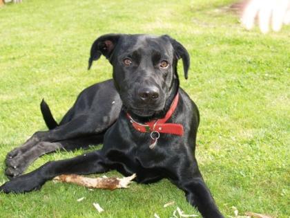 Labradormix in liebevolle Hände anzugeben