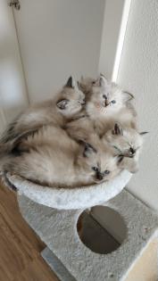 5 super süße Neva Masquarade Babys