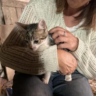 Katzenbabys 12 Wochen
