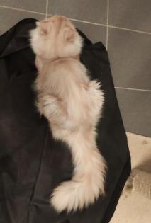 Maine Coon Deckkater mit Stammbaum Nur zum Decken
