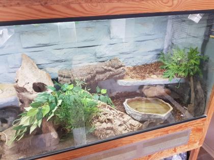 Terrarium mit 2 zwergbartagame