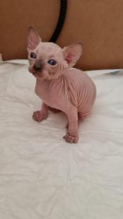 Reinrassige Canadian Sphynx Kitten und Elf mit Stammbaum und Blauen Augen