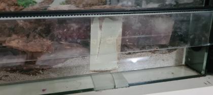 Kornnatter inkl. Terrarium