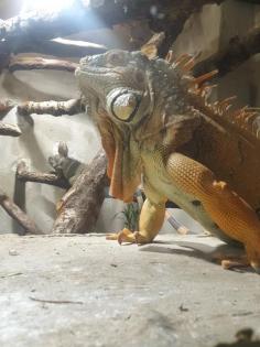 Grüne Leguan Pärchen Terrarium