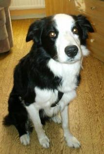 BORDER COLLIE zu verkaufen