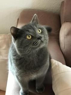 BKh Deckkater Blue