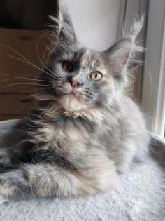 Traumhaft schöne typvolle Blue tortie Princess