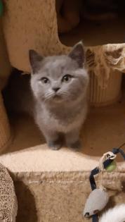 Bkh Kitten, Katzenbabys, weiß, blue, blue tortie