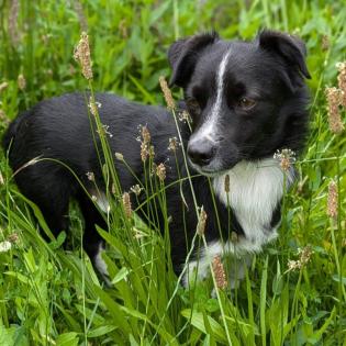 Rocco sucht ein Zuhause