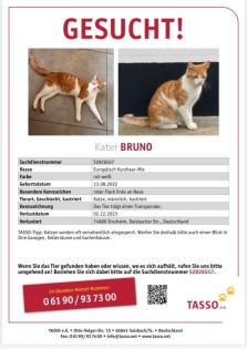 Kater Bruno Vermisst