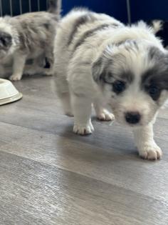 Border Collie Welpen Showlinie