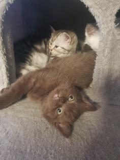 BKH Kitten Britisch Kurzhaar