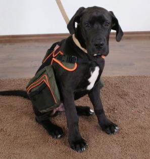 Junger Rüde Deutsche Dogge kranheitsbedingt in liebevolle Hände abzugeben.