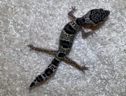 Leopardgeckos