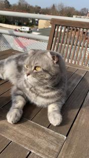 Bkh kater 5 jahre